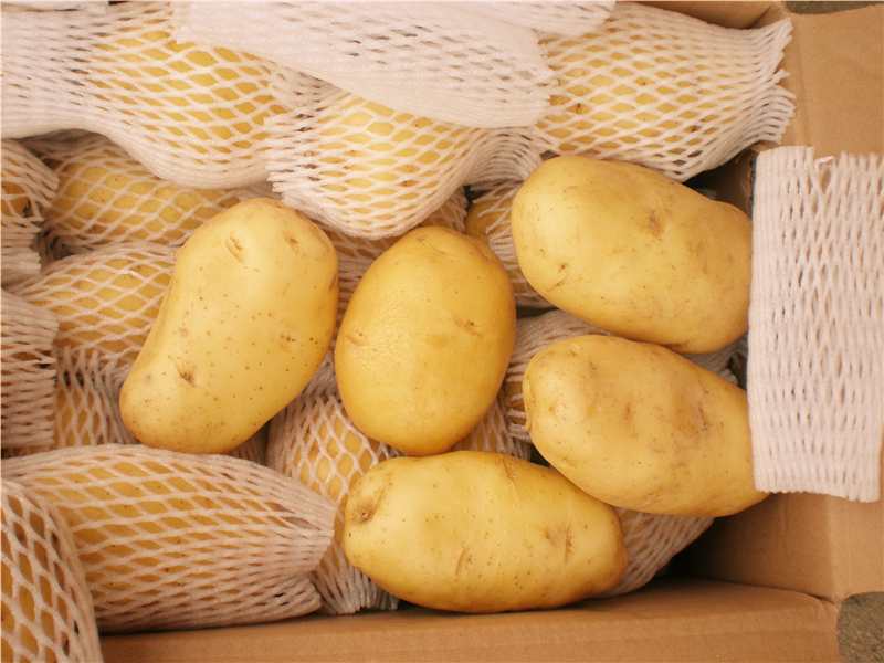 Potato