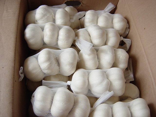 Garlic-3P