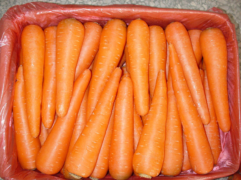 Carrot
