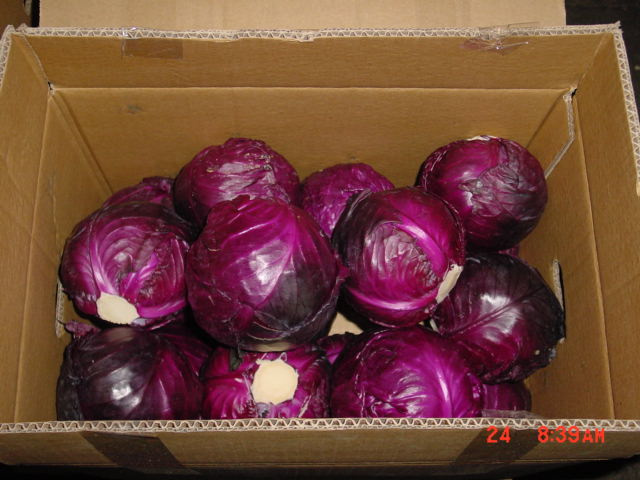 Purple cabbage