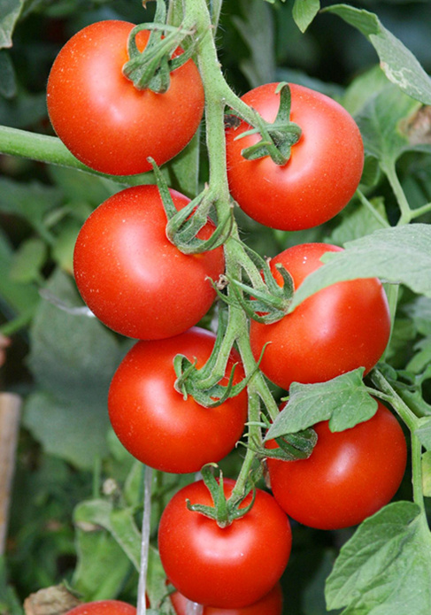 Tomato(Red Romance)