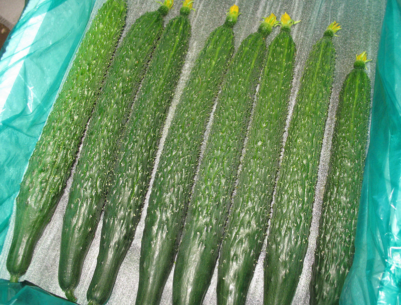 Cucumber
