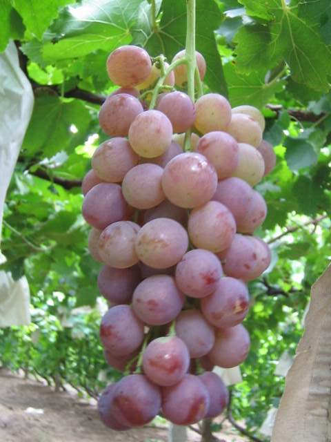 Grape(Red Globe)