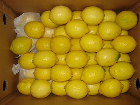 Lemon(Eureka)