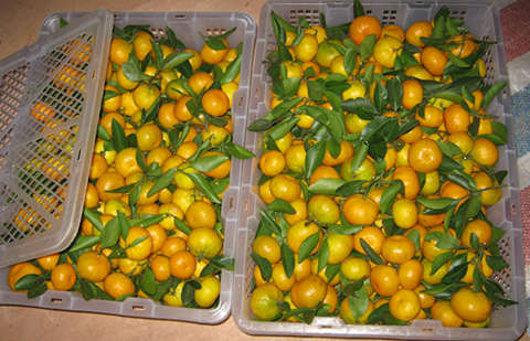 Mandarine(NanFeng )with plastic box