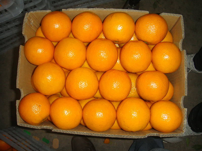 Valencia Orange