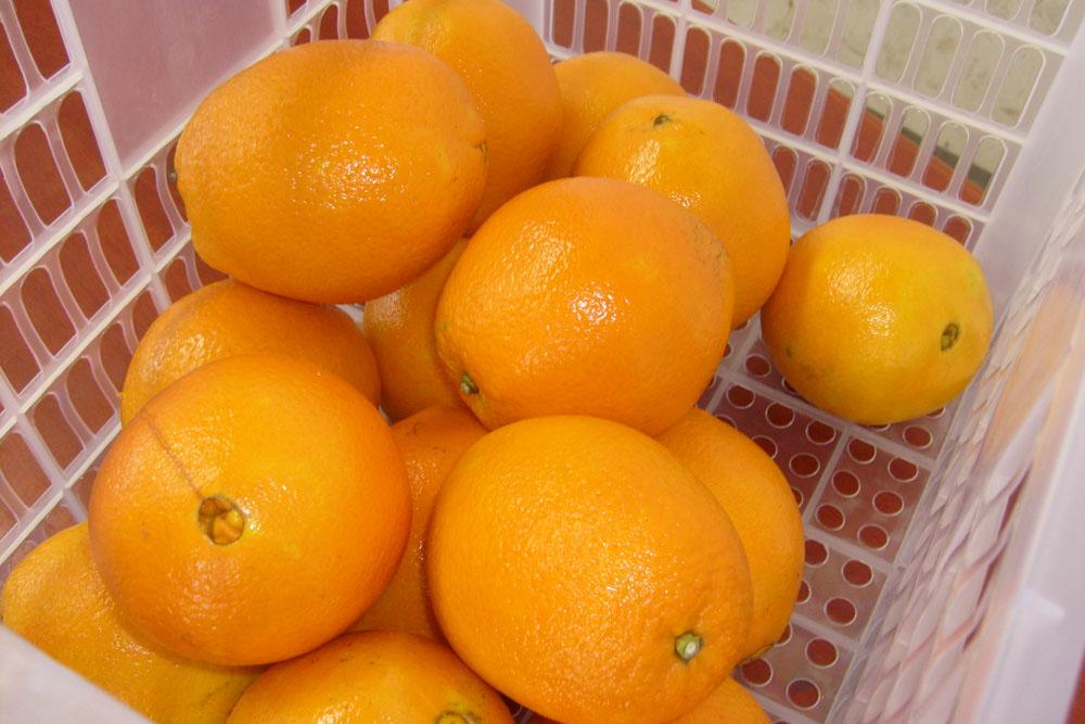 Navel Orange