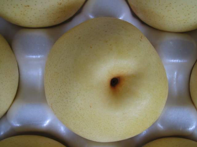 Pear(Century Pear)
