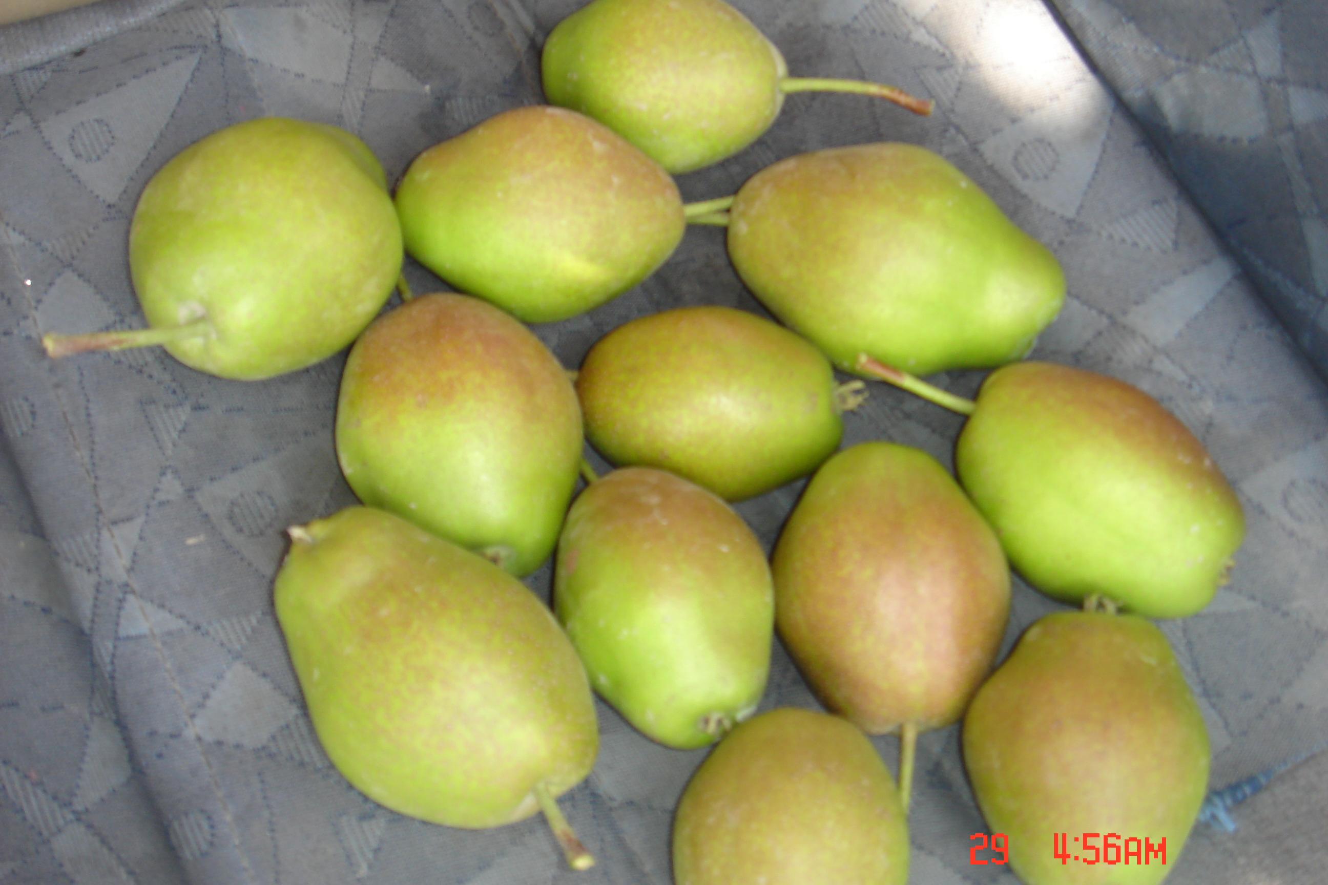 Pear(Fake Fragrant Pear)