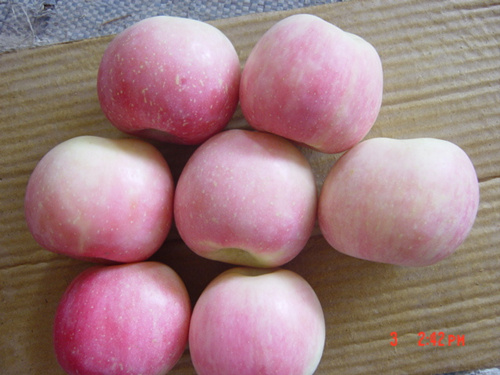Early Fuji apple