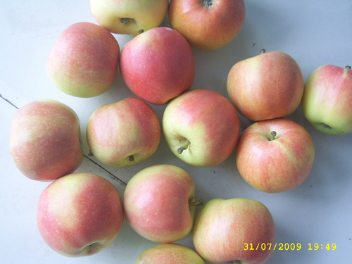 Gala apple