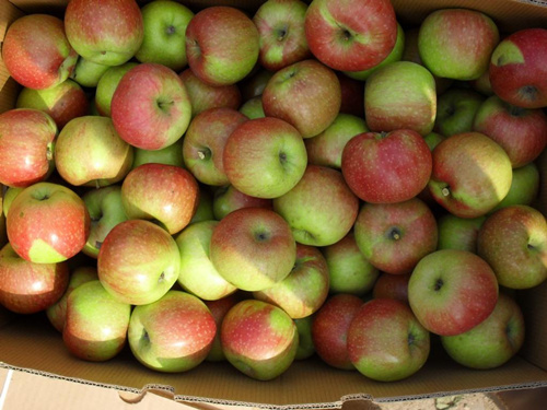 JiGuan apple