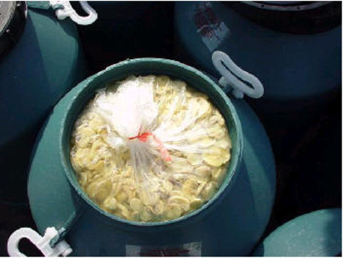 50kg Vinegar brined champigon