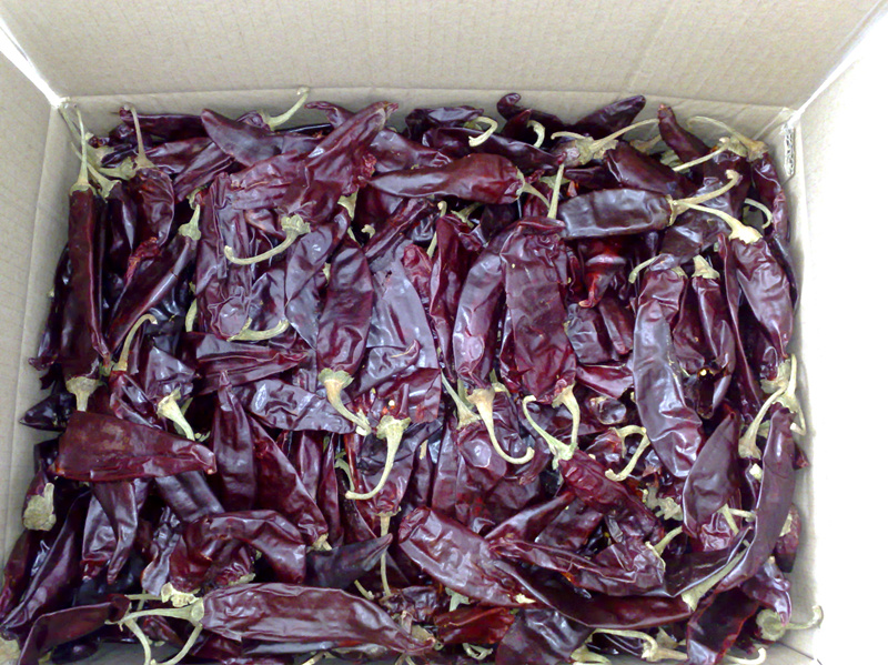 American Red Chilli