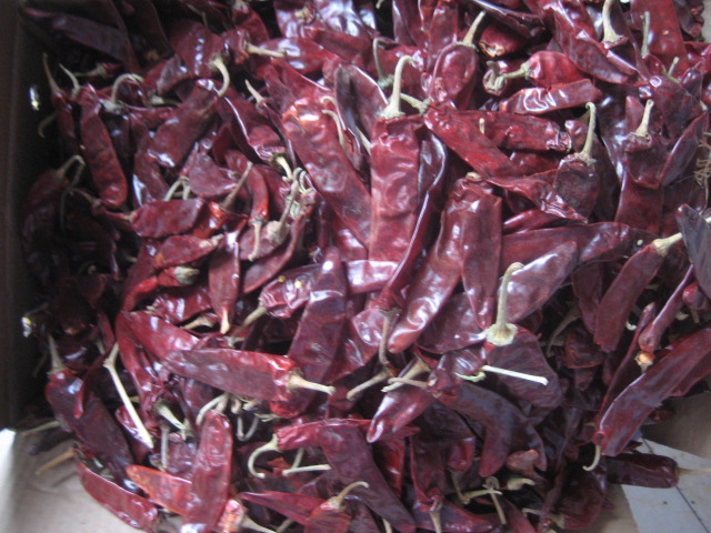 JinTa Chilli