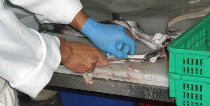 Fresh fish cutting